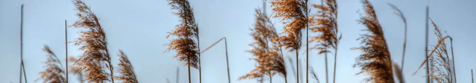 Weiter fahren und weitersagen: Verstetigung erfolgversprechender Mobilitätsansätze für den ländlichen Raum